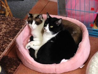猫とふれあい癒しカフェ ふれあい1時間 かわいいネコがお待ちしております 猫カフェgoodluck じゃらん遊び体験