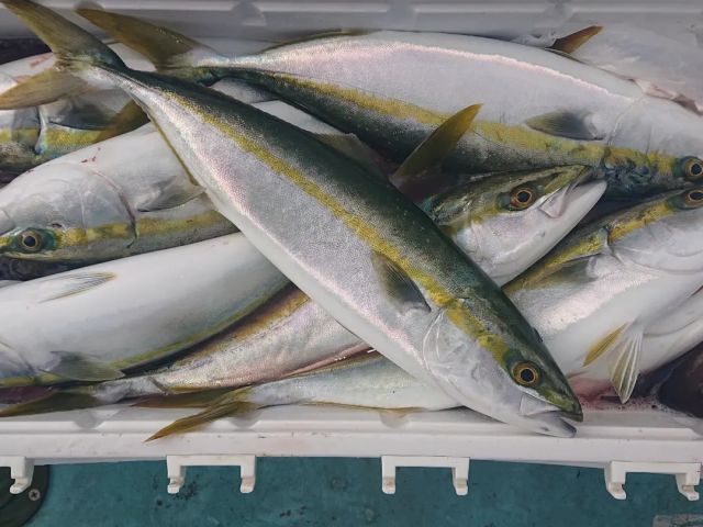 秋時季 コマセ五目の定番 イナダ