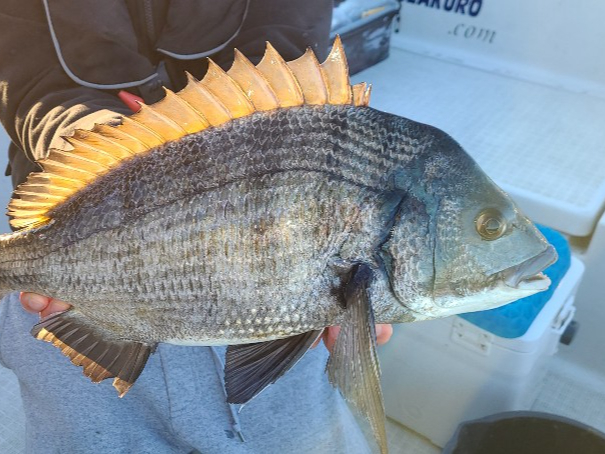 黒鯛の落とし込み釣りもよく釣れていますよ。
