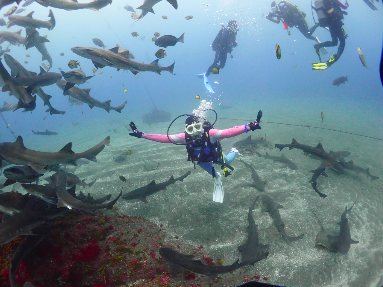 かならずサメはいます。