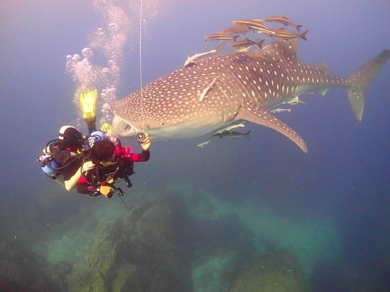 超接近でした。