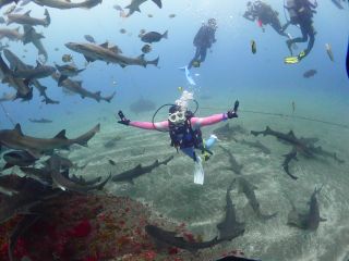 かならずサメはいます。