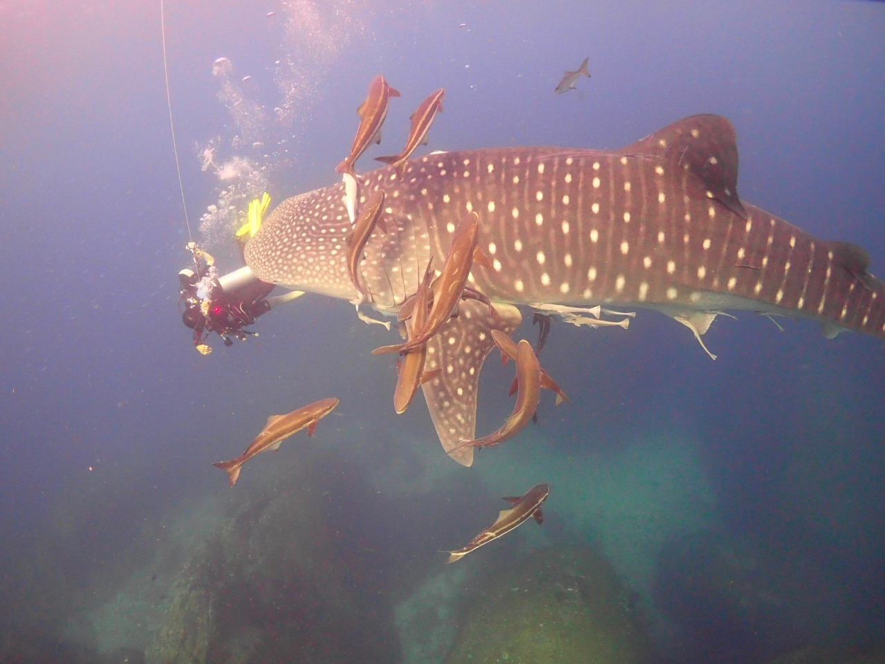 期間限定:海外モルデイブリゾートで「ダイビングライセンス講習」日本で学科