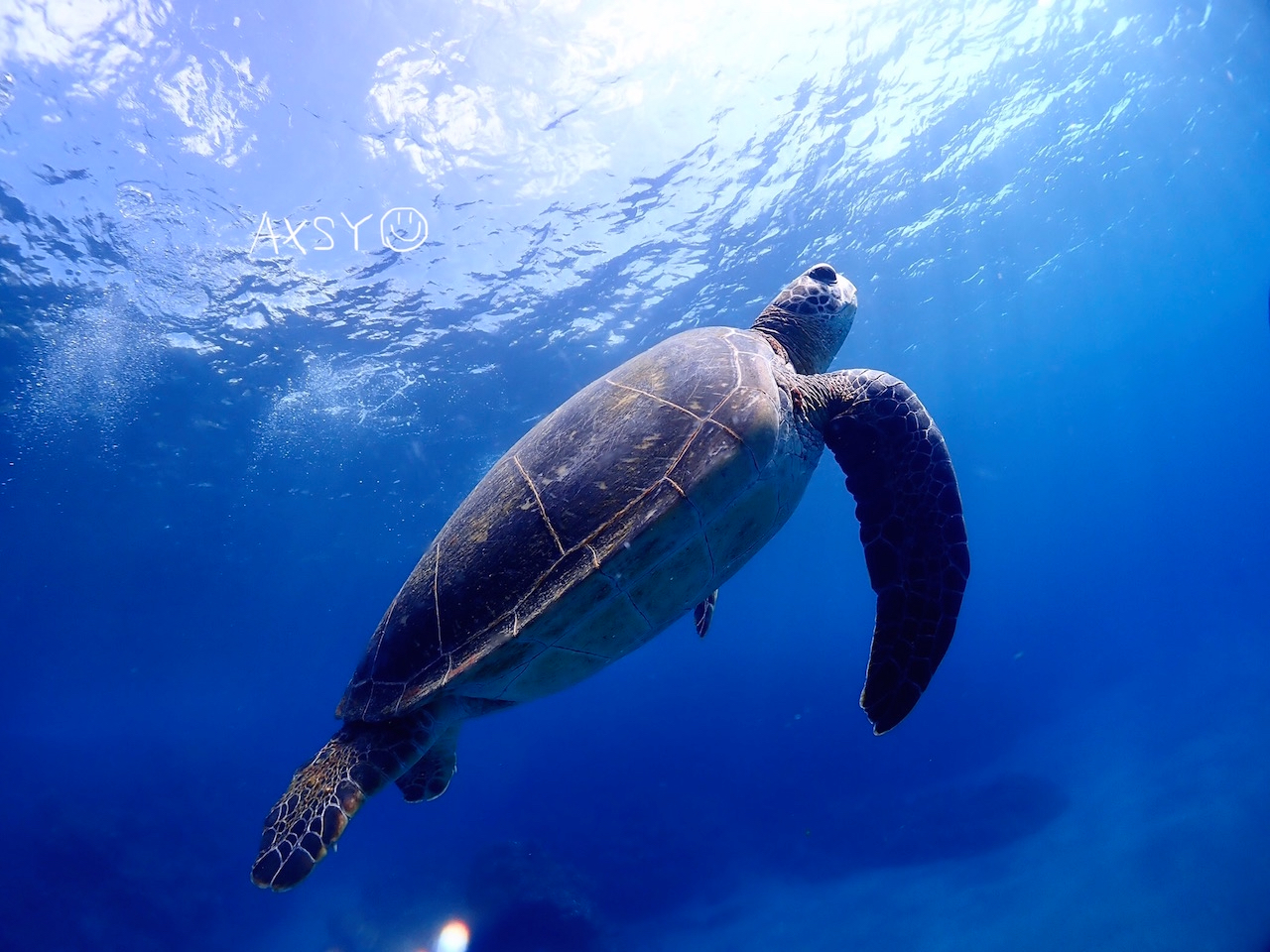 ダイバーになればウミガメとも泳げちゃいます♪