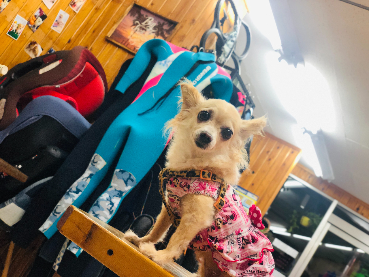 看板犬☆バナナ