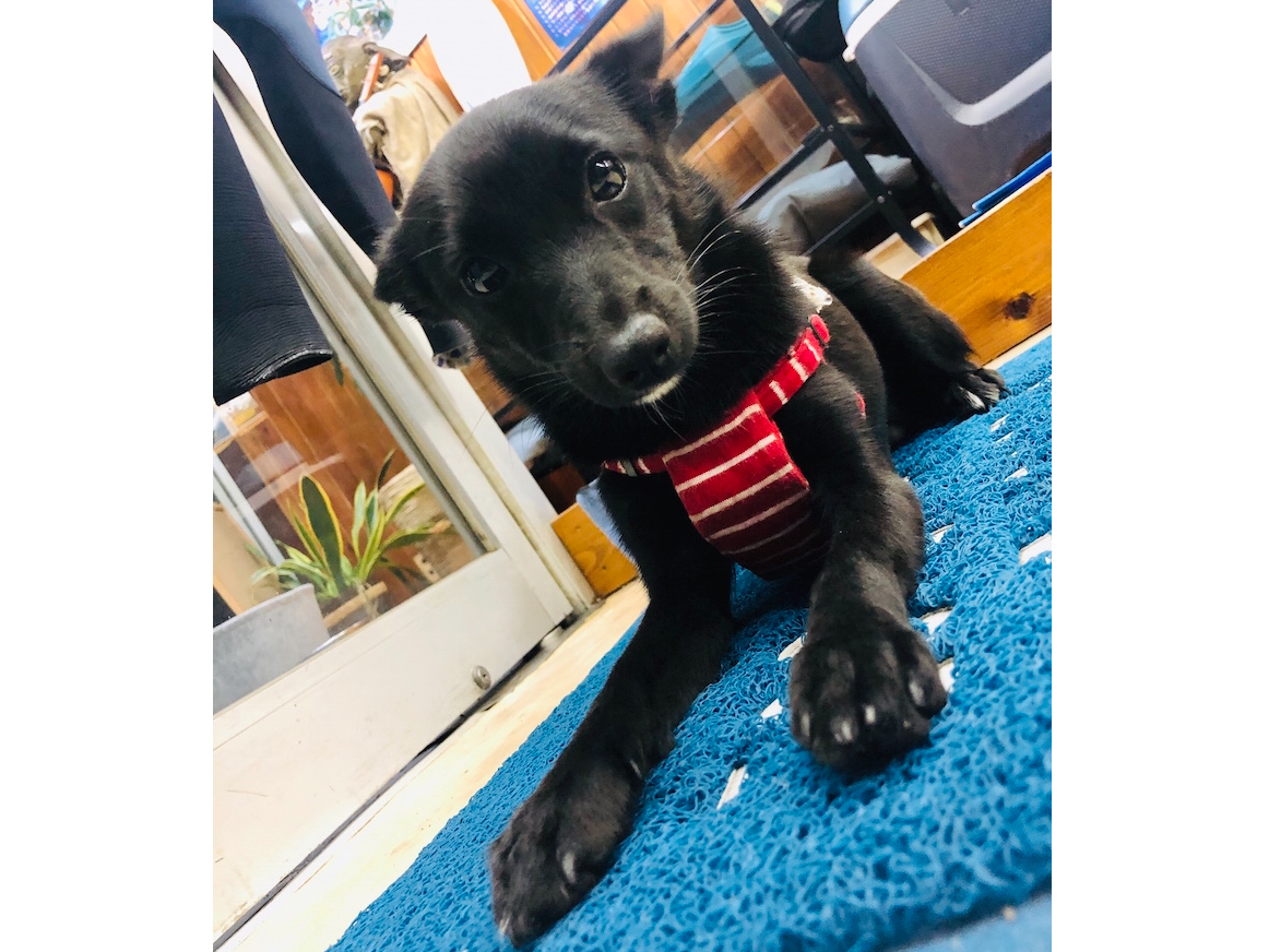 看板犬☆ポンズ