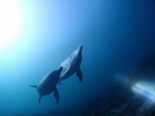 イルカと泳げる海まで日帰りで行けちゃいます♪
