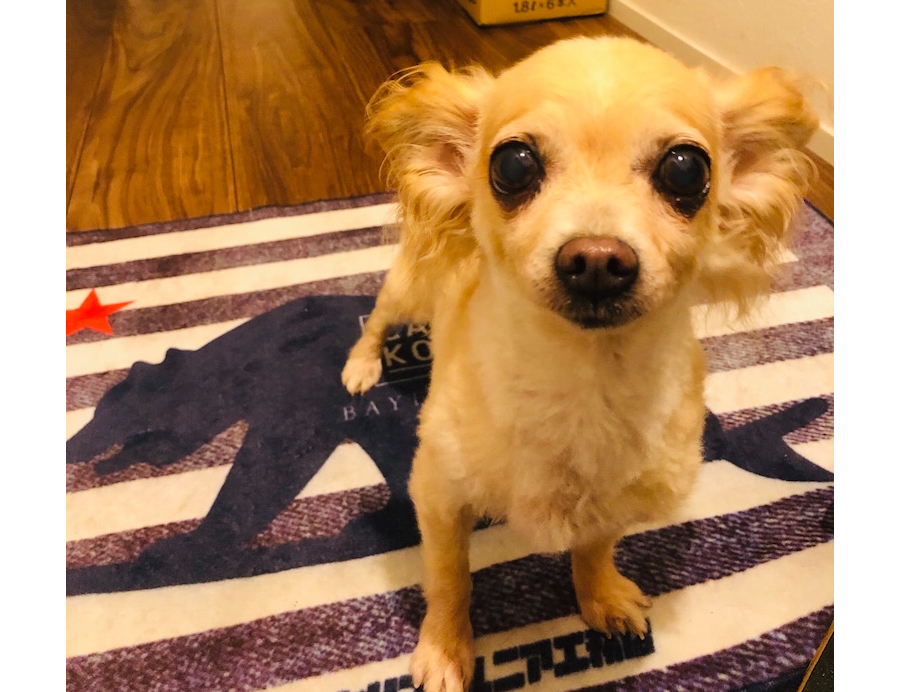 看板犬☆バナナ