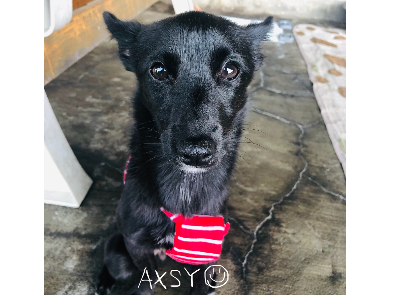 看板犬☆ポンズ