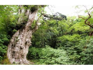 往復22km 10時間 旅の仲間と行く 縄文杉1日コース 屋久島の定番 Guide Office 屋久島 じゃらん遊び体験