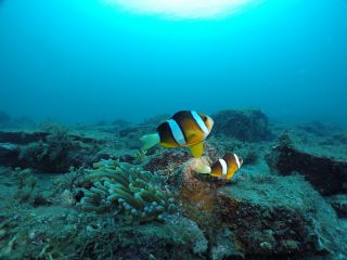 クマノミと遊ぼう!