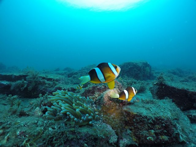 クマノミと遊ぼう!