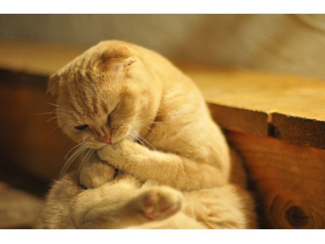 スコティッシュフォールドのてんま君