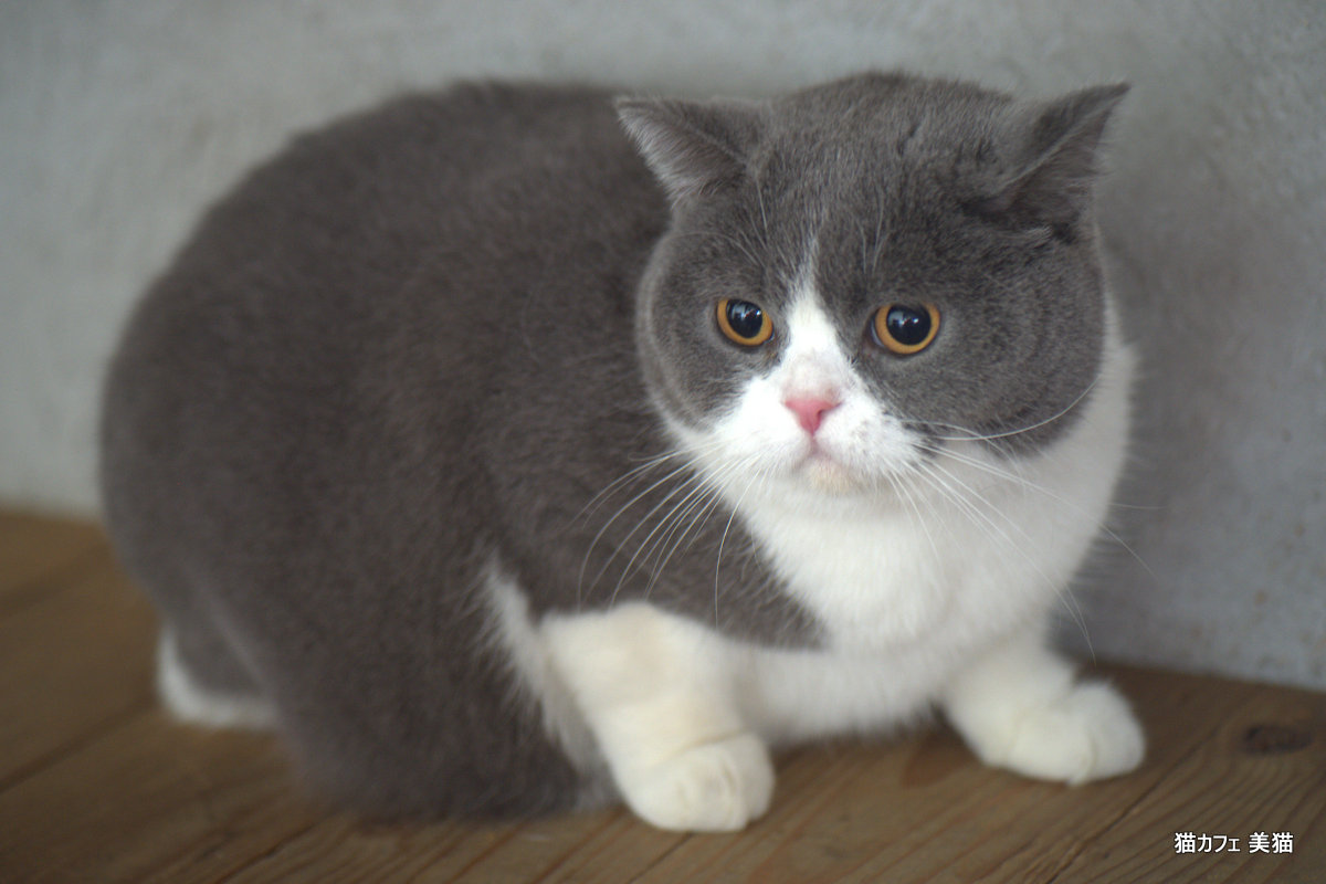 ブリティッシュショートヘアーのぐぅちゃん