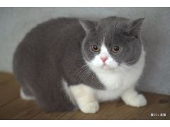 ブリティッシュショートヘアーのぐぅちゃん