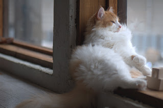 ノルウェージャンフォレストキャットのノル君(猫店長)