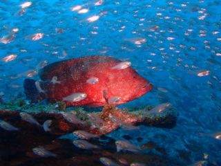 いつも、ダイバー達を楽しませてくれる魚達があなたの目の前にいます。ぜひ、水中散歩を楽しみに潜りに来てください。