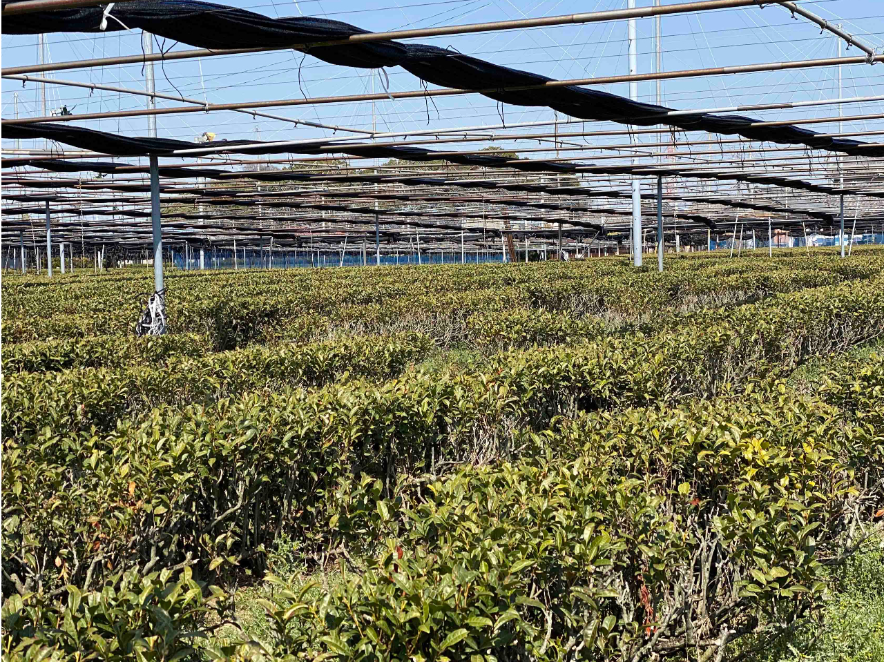 愛知県西尾市は日本有数の抹茶の産地です!!矢作川がもたらす豊かな土壌に恵まれた西尾市の茶畑で収穫された抹茶で染めます!