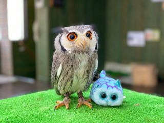 表参道 フクロウとのふれあい体験60分 癒しのマジック にかかりませんか フクロウカフェ ふくろうマジック 表参道 じゃらん遊び体験