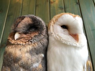 表参道 フクロウとのふれあい体験60分 癒しのマジック にかかりませんか フクロウカフェ ふくろうマジック 表参道 じゃらん遊び体験 表参道 フクロウとのふれあい体験60分 癒しのマジック にかかりませんか フクロウカフェ ふくろうマジック 表参道 じゃらん遊び体験