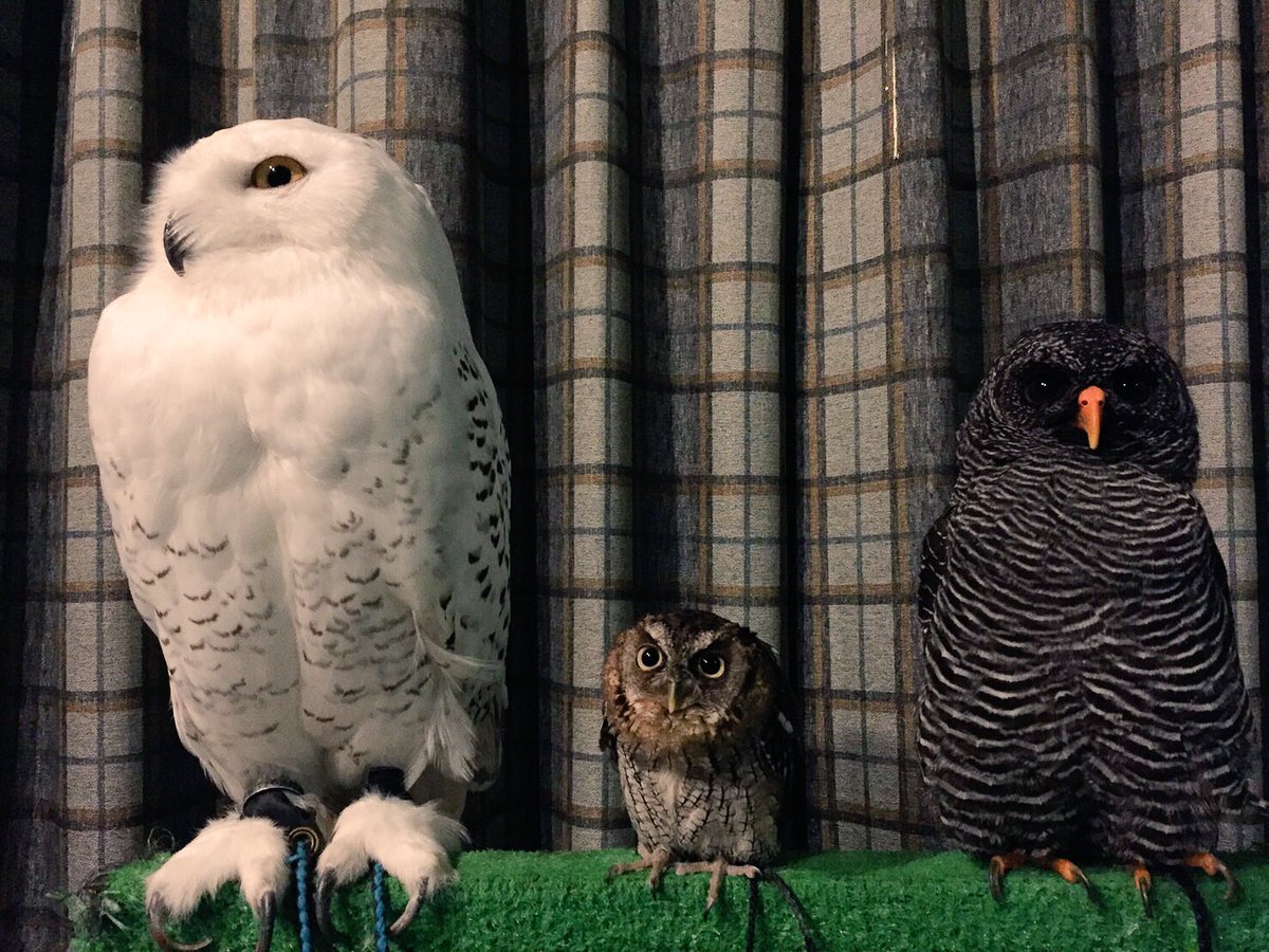 表参道＊フクロウとのふれあい体験30分！｜“癒しのマジック”にかかり