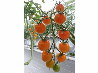 ミニトマト 10品種 食べ放題 入園料別 バリアフリーの広々ハウス 獲れたて フレッシュな味 ファミリー 女性同士 カップルに大人気 おひとり様もok いんどう ウォーター ファーム じゃらん遊び体験 ミニトマト 10品種 食べ放題 入園料別 バリアフリーの広々ハウス 獲れたて フレッシュな味 ファミリー 女性同士 カップルに大人気 おひとり様もok いんどう ウォーター ファーム じゃらん遊び体験