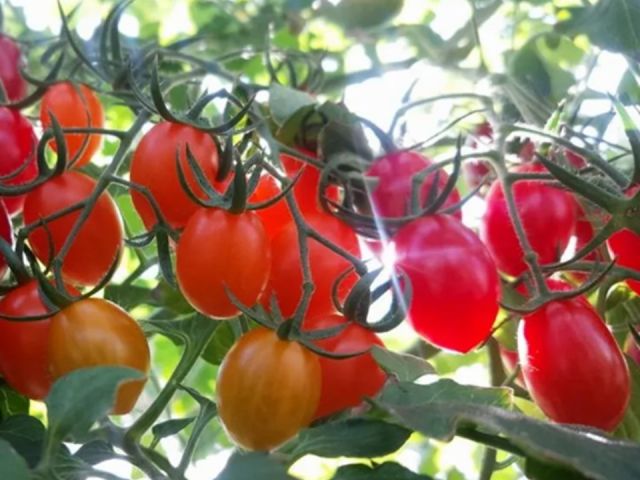 ミニトマト 10品種 お土産付き 食べ放題 入園料別 バリアフリーの広々ハウス 獲れたて フレッシュな味 ファミリー 女性同士 カップルに大人気 おひとり様もok いんどう ウォーター ファーム じゃらん遊び体験 ミニトマト 10品種 お土産付き 食べ放題 入園料別 バリアフリーの広々ハウス 獲れたて フレッシュな味 ファミリー 女性同士 カップルに大人気 おひとり様もok いんどう ウォーター ファーム じゃらん遊び体験