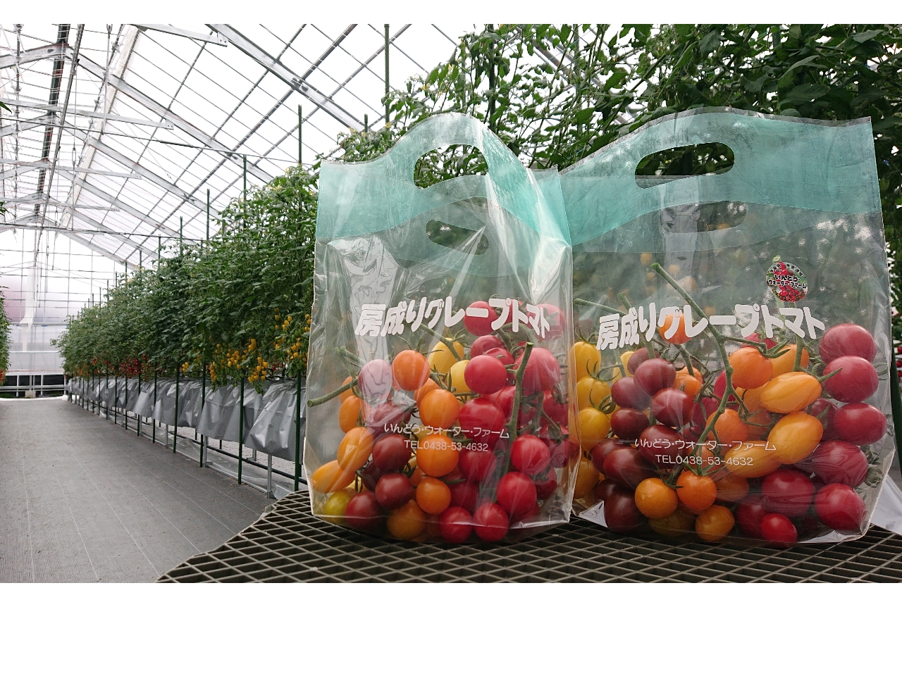 JtO[vg}gƃnEX̗lqiAC[Wj