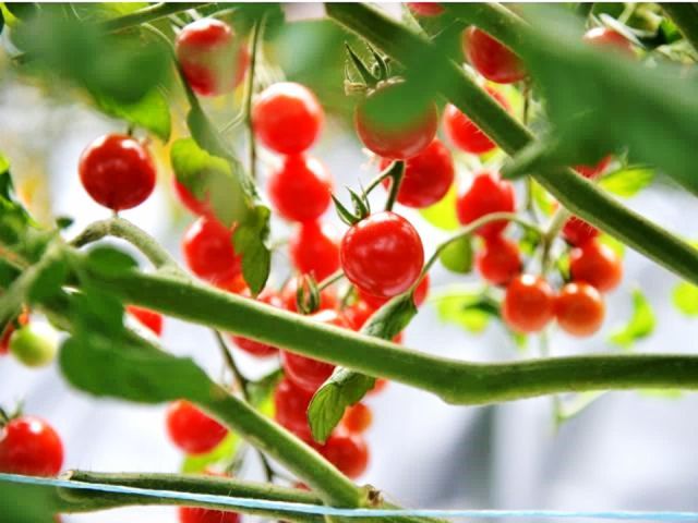 太陽の陽ざしを受けてみずみずしいトマトへ育ちます☆