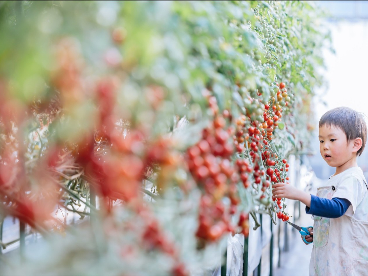 たくさん色付いたミニトマト どれにしようかな?
