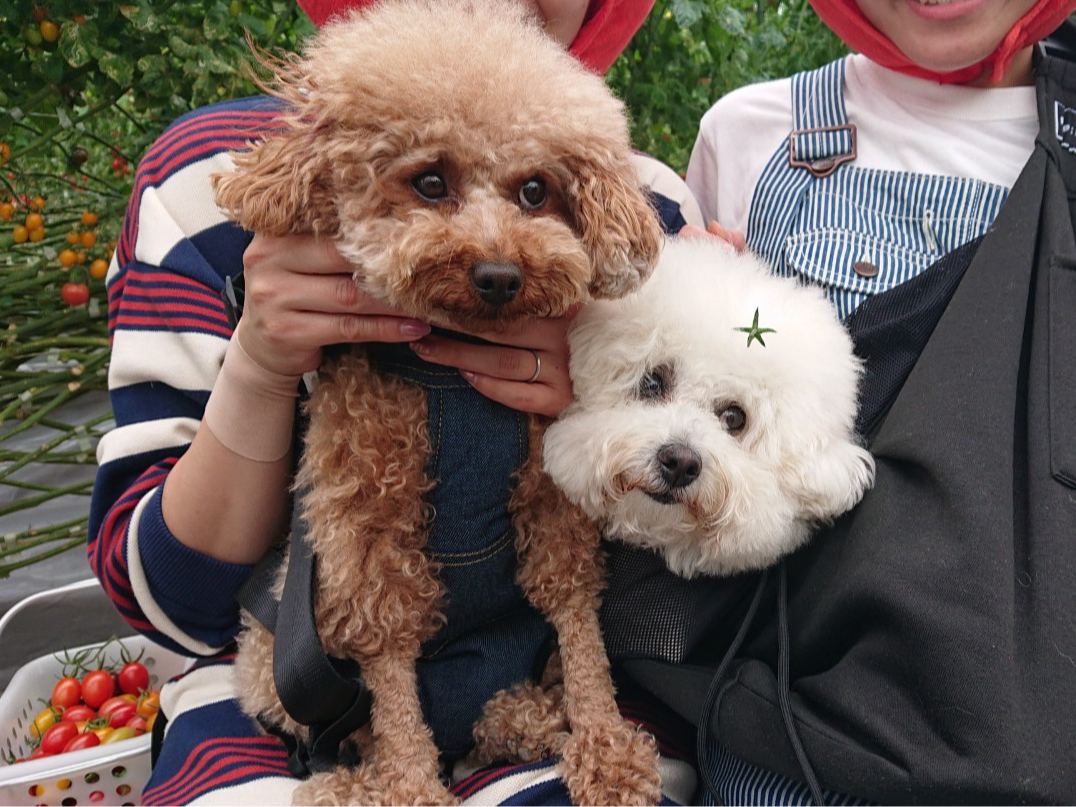 ペットも一緒にハウス内へ 記念撮影も可能です 歩かせての移動はNG