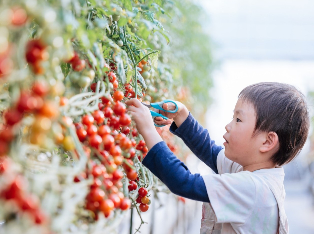 ミニトマト収穫体験|ブドウのような房成りグレープトマト 1組2㎏・6,500円 ...