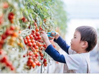 赤く熟したミニトマトをチョキン