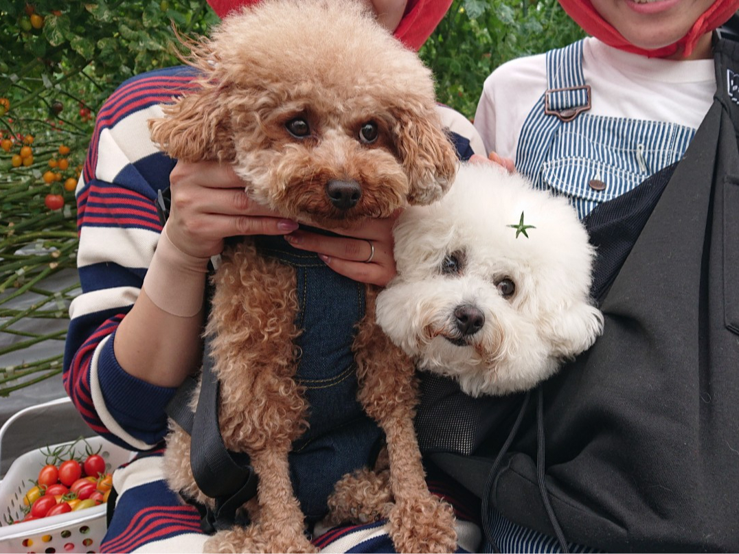 ybgꏏɃnEXց@LOBe\ł@@Ă̈ړ͂mf