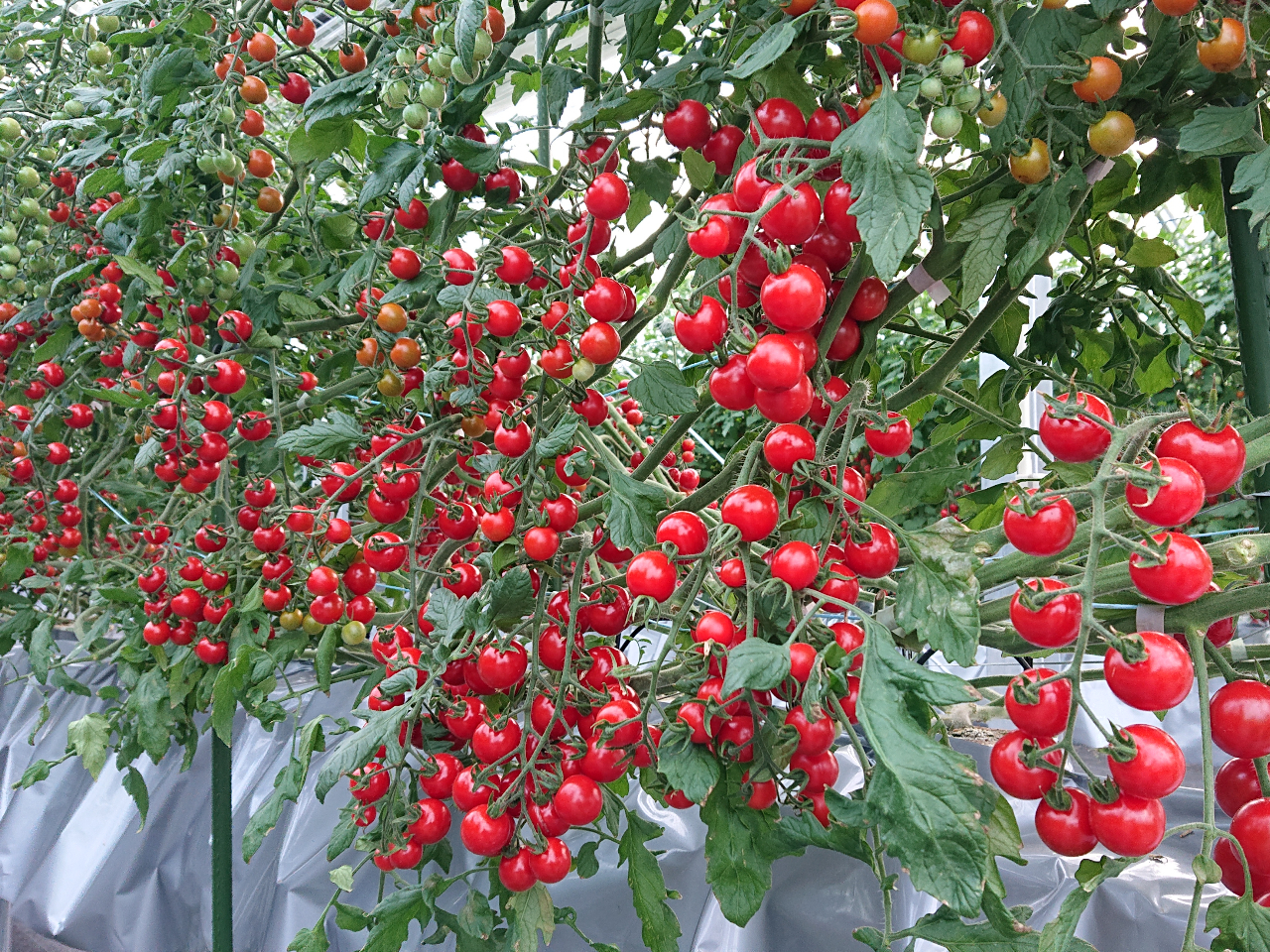 ؍XÎsDǓYiɐASSɂ_͔|