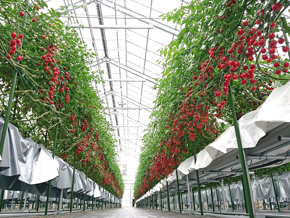 nEX́AV䍂藧ȂHׂAʘHL