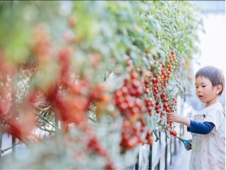 たくさん色付いたミニトマト どれにしようかな?