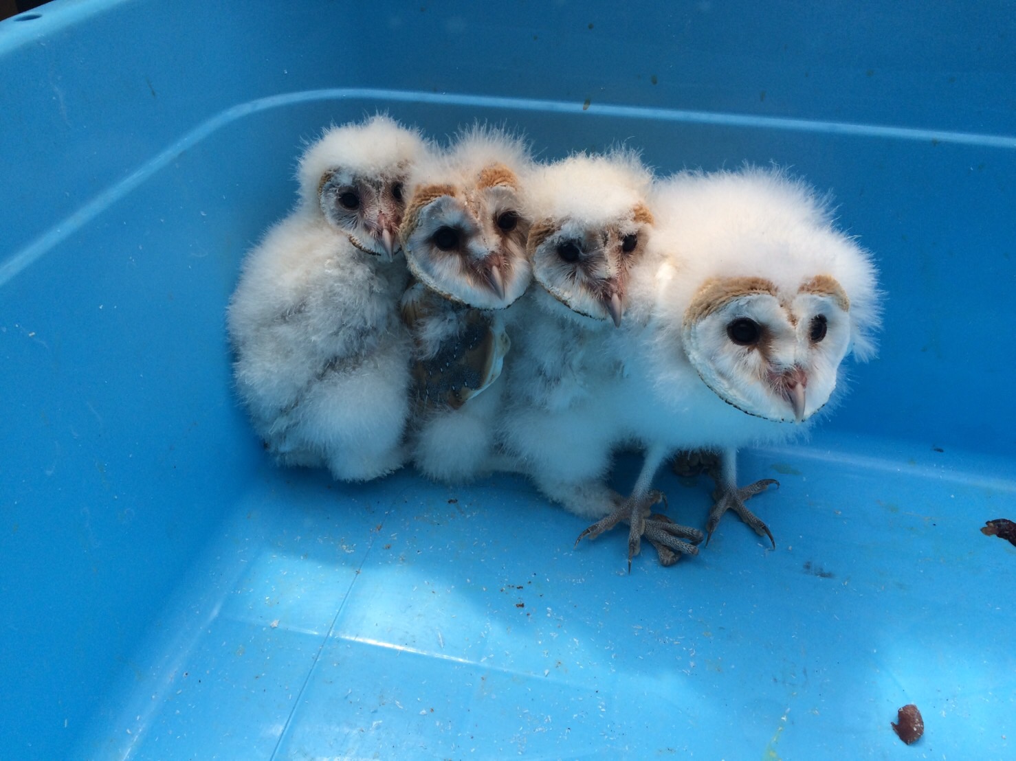 ふくろうさんや鷹さん隼さんを飼育したい方の相談プラン