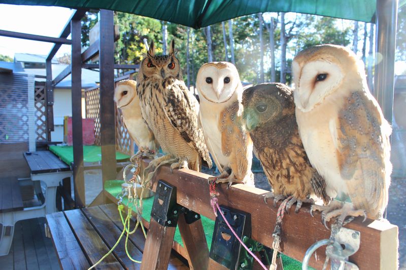 ☆ふくろうカフェ地球プラン☆本物の可愛い、ふくろうさんや鷹に癒されてみませんか?