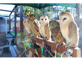 ふくろうや鷹などとの触合い体験。癒されて下さいませ。鳥さん以外の動物達も居ますので、動物アレルギー等の方は、ご遠慮頂いております。ご理解の程宜しくお願い致します