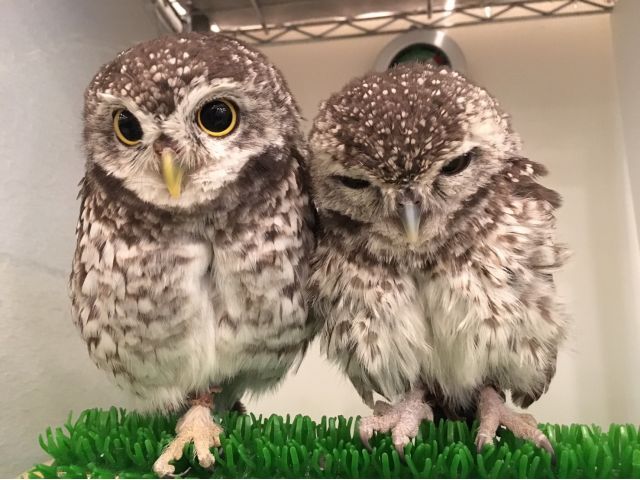平日 もふもふ体験60分 ワンドリンク制 かわいいフクロウ達とのふれあい体験 カップル ファミリー グループにもオススメ フクロウのみせ大阪本店 じゃらん遊び体験 平日 もふもふ体験60分 ワンドリンク制 かわいいフクロウ達とのふれあい体験 カップル ファミリー グループにもオススメ フクロウのみせ大阪本店 じゃらん遊び体験