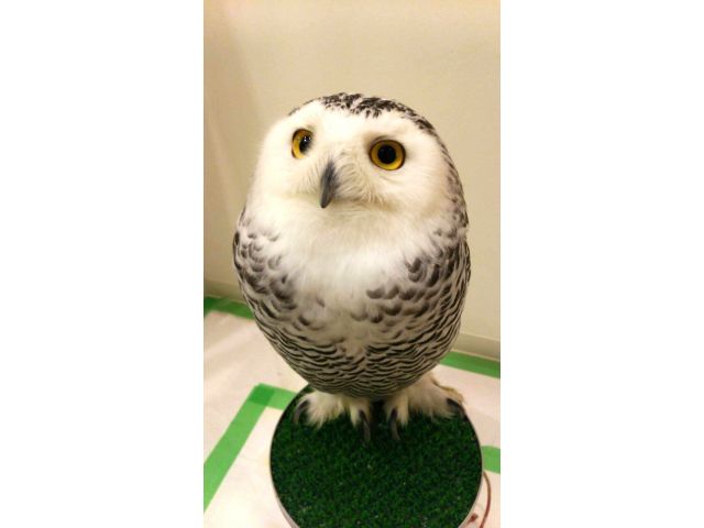 土日祝 もふもふ体験60分 ワンドリンク制 かわいいフクロウ達とのふれあい体験 カップル ファミリー グループにもオススメ フクロウのみせ博多店 じゃらん遊び体験