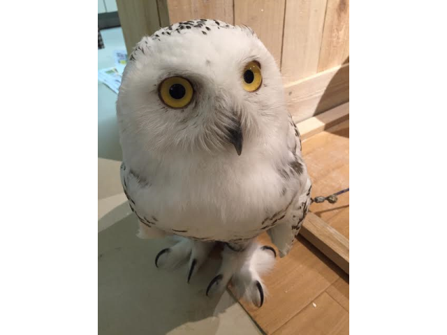 入場料オンリープラン ふくろうふれあい体験 このプランには飲み物は付いていません しあわせをよぶフクロウカフェ Country Owl じゃらん遊び体験 入場料オンリープラン ふくろうふれあい体験 このプランには飲み物は付いていません しあわせをよぶフクロウカフェ Country Owl じゃらん遊び体験