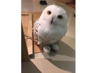 ドリンク 餌やり体験付きプラン ふくろうふれあい体験 フクロウカフェを遊びつくせるフルコース しあわせをよぶフクロウカフェ Country Owl じゃらん遊び体験
