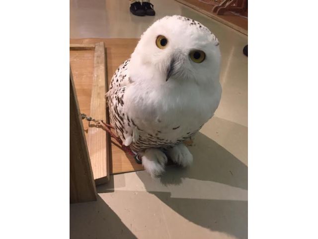 ドリンク 餌やり体験付きプラン ふくろうふれあい体験 フクロウカフェを遊びつくせるフルコース しあわせをよぶフクロウカフェ Country Owl じゃらん遊び体験