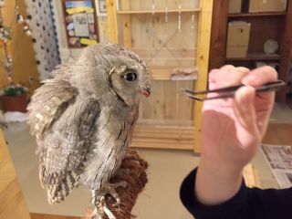 ドリンク 餌やり体験付きプラン ふくろうふれあい体験 フクロウカフェを遊びつくせるフルコース しあわせをよぶフクロウカフェ Country Owl じゃらん遊び体験