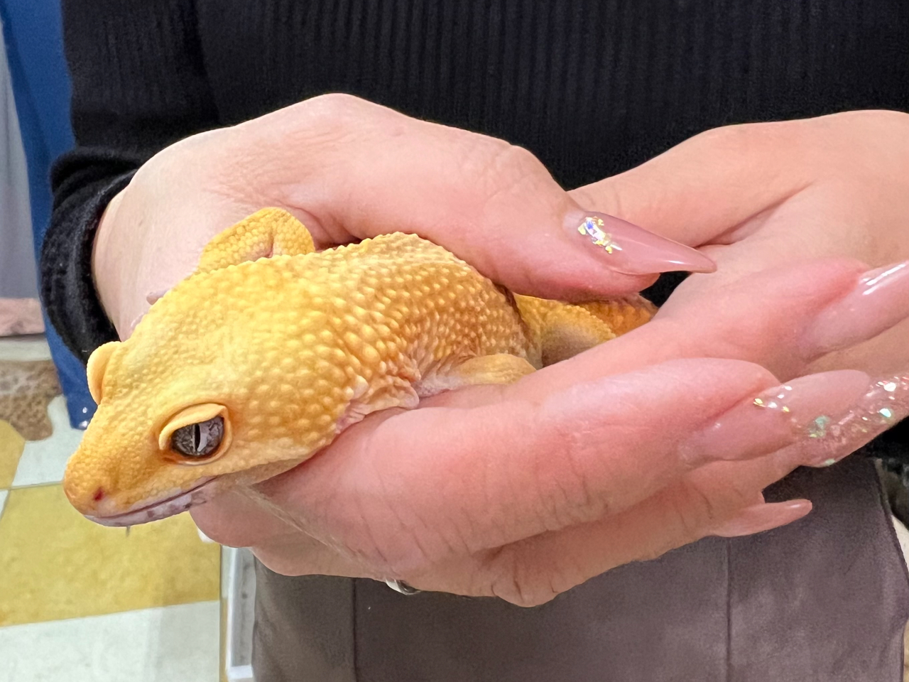 ԐlC̃qEgJQhLB̂ɂFƂǂłB