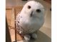 ハリッポッターで人気のシロフクロウの雪麻呂です。ひょうきんものです。