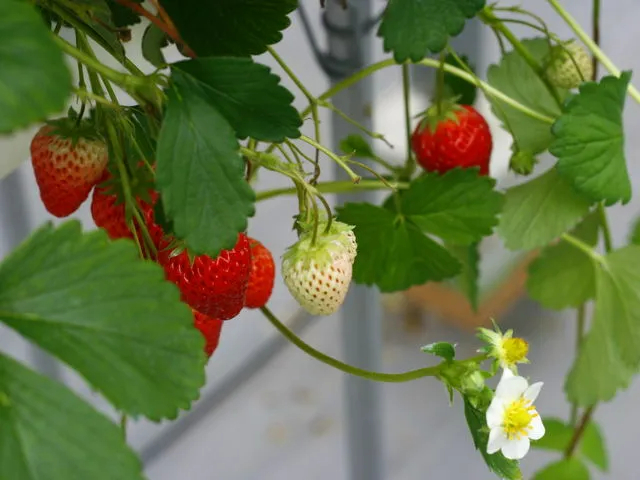 䕂n߂1Nő22Éʎi]œ܂܁