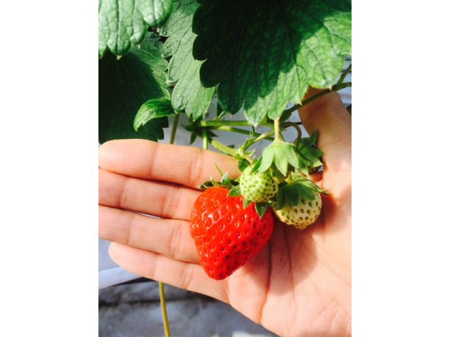 ɓ̎R̒Ő^ԂɊngق؂y݉B